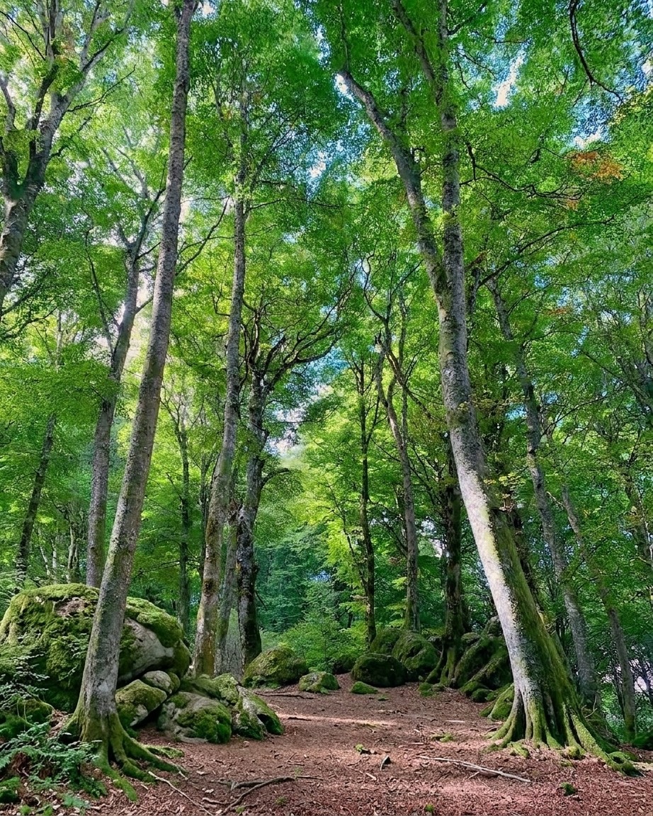 Faggeta vetusta del Monte Cimino